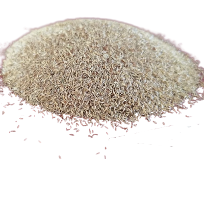 诚智旺 地毯草草籽 净籽/斤