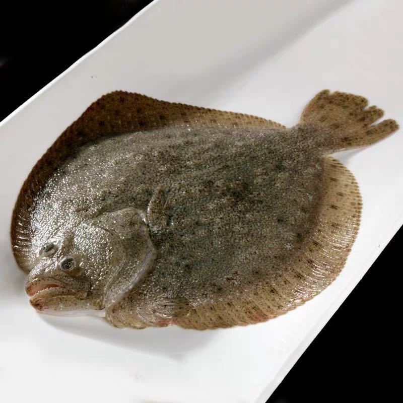赛卡伊 新鲜大比目鱼海鲜水产多宝鱼深海石斑鱼八宝鱼鲽鱼整条 9两-1.