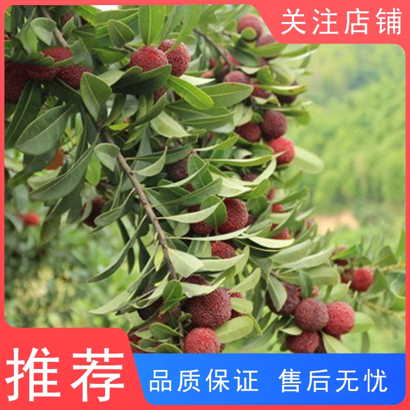 正宗嫁接东魁杨梅树树苗杨梅苗南北方种植地栽盆栽果树苗当年结果特大