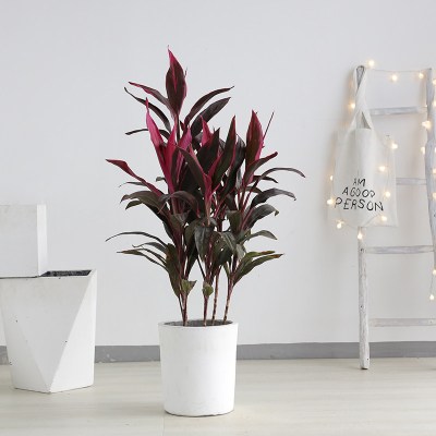 朱蕉植物室内大型盆栽净化空气家用绿植办公室客厅盆栽 朱蕉-1-1.