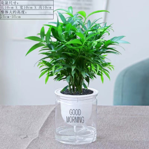 [补贴10%]水培驱蚊竹富贵竹水养植物竹柏室内好养绿植花卉盆栽四季常青客厅