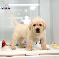 【点点宠物】宠物狗狗拉布拉多犬幼犬 纯种血统级短毛拉布拉多导盲犬 赛级大骨架高智商拉布家养宠物狗 可视频挑选包健康
