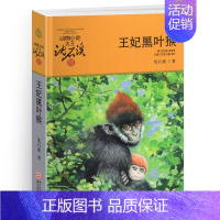王妃黑叶猴 [正版]黑熊舞蹈家沈石溪小学四年级五年级全集全套书浙江少年儿童出版社版完整版动物小说大王品藏书系生课外阅读适