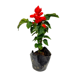 诚智旺 串红 株高约23cm/棵