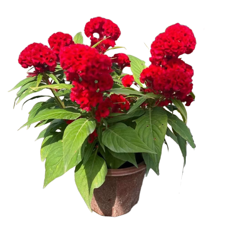 诚智旺 草花(鸡冠花) 营养杯育苗/束