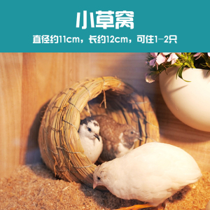 芦丁鸡饲养箱专用笼原木亚克力发酵床别墅养仓鼠鹌鹑雏鸟60基础笼